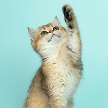 Small kitten thumb image
