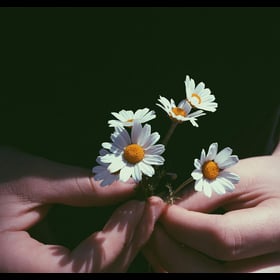 Add a film edge frame to the photo of the daisy in the hand