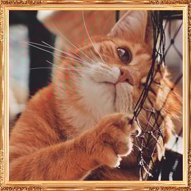 Add a wooden frame to a photo of a cute yellow cat