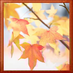 Add a wooden frame to a photo of yellow maple leaves