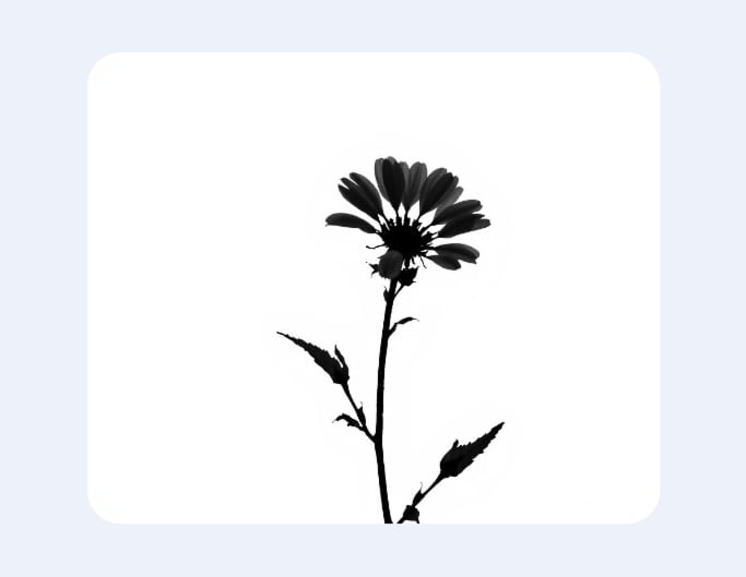 Blume-Silhouette