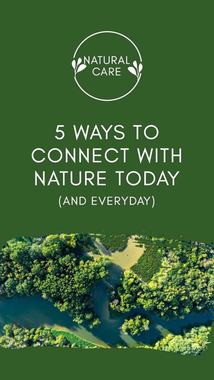 Forest Nature Wallpaper