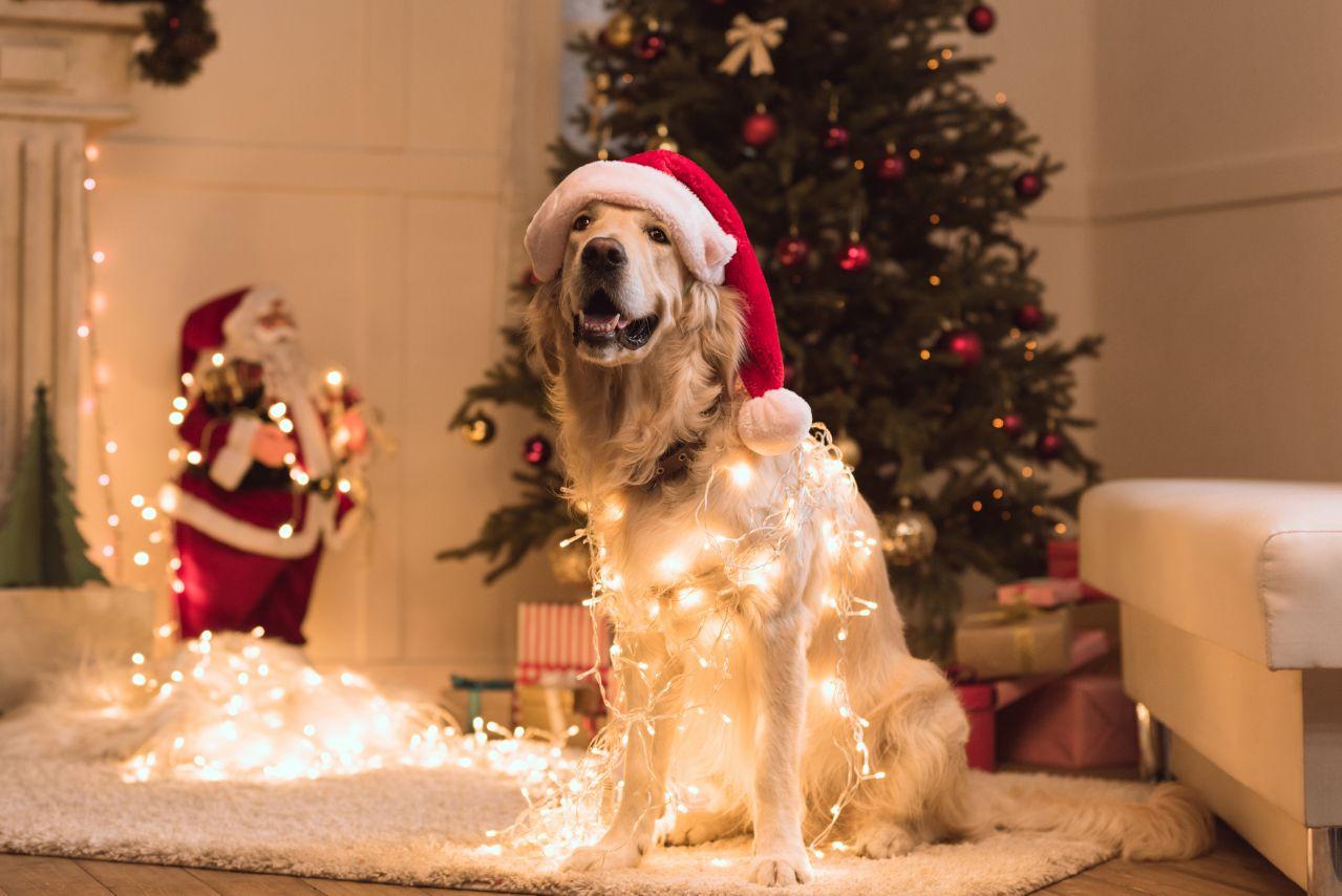 Cute Golden Retriever Merry Christmas Image