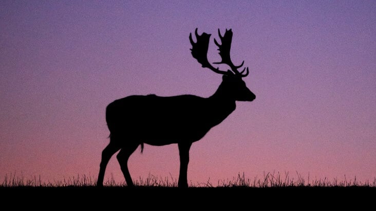 動物シルエット