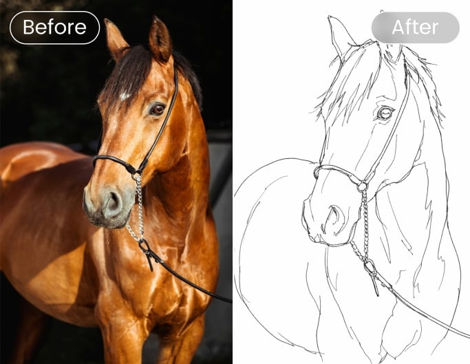 Contour Sketch