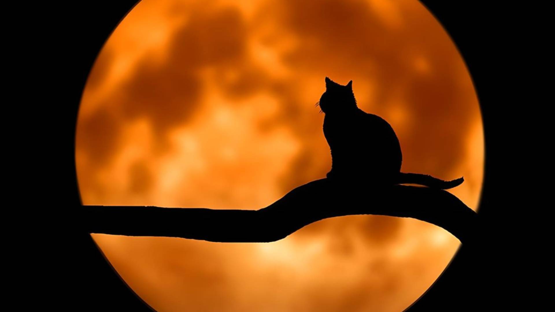 Halloween spooky night wallpaper