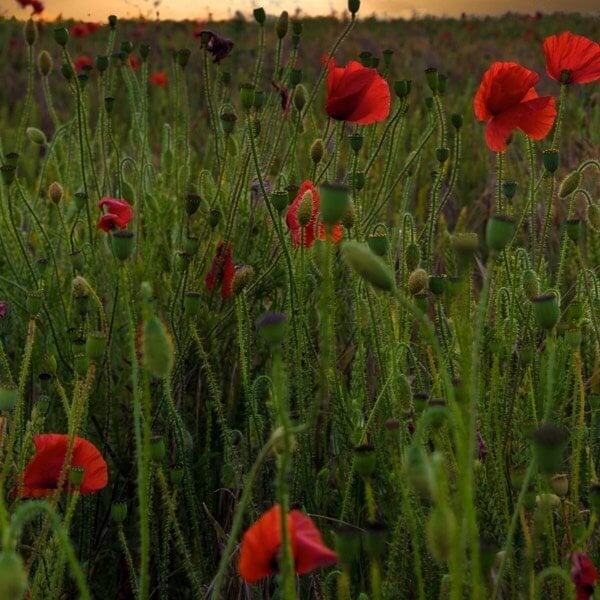 Hdr features gallert e