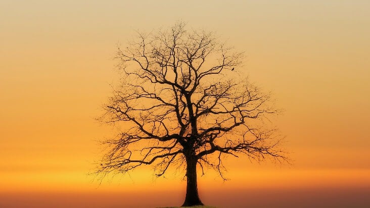 自然シルエット