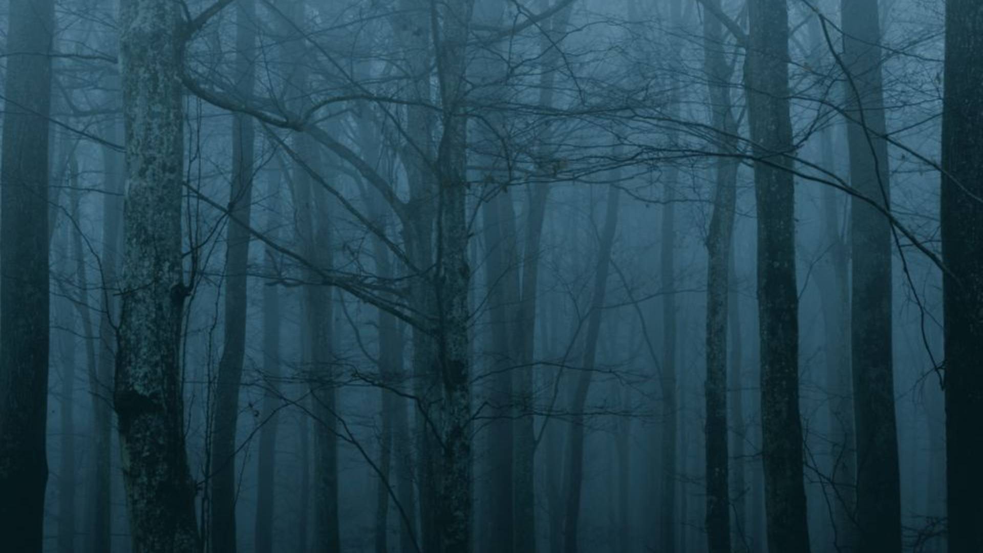 Scary halloween forest wallpaper