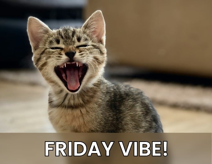 Fotor AI meme generator generated meme featuring a cat with Friday vibe