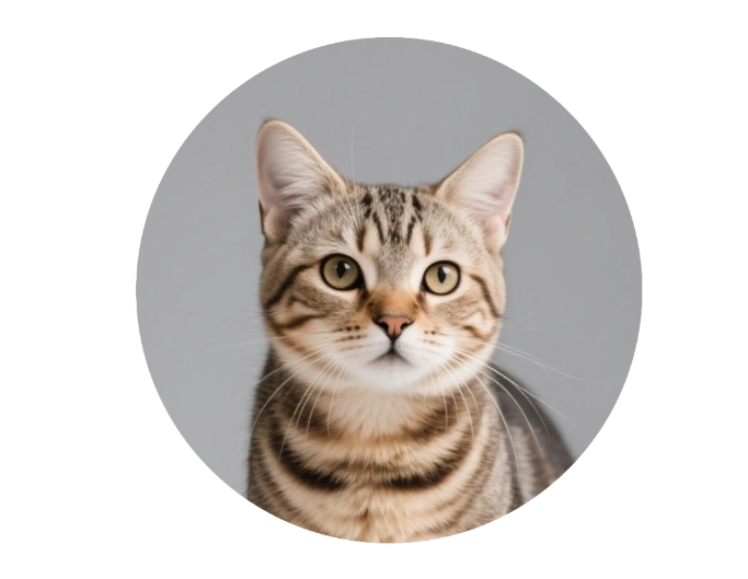 Rogner une photo de chat en rond