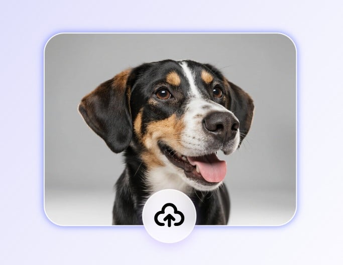 Step 1 upload a black and white dog image