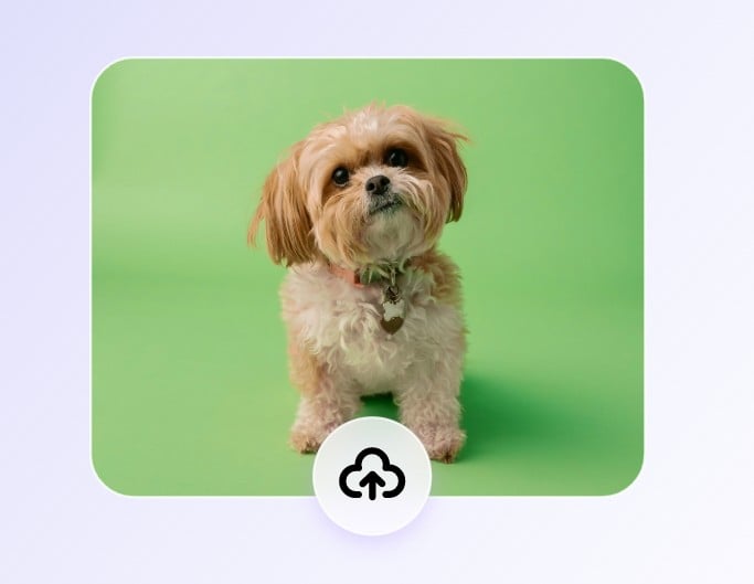 Upload your yellow dog photo with green background to our pet cartoonizer
