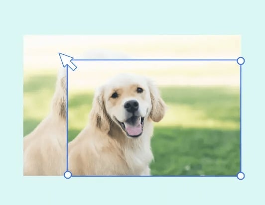 Usar la herramienta de cambio de tamaño de fotos de Fotor para cambiar el tamaño de la imagen del perro en poco tiempo