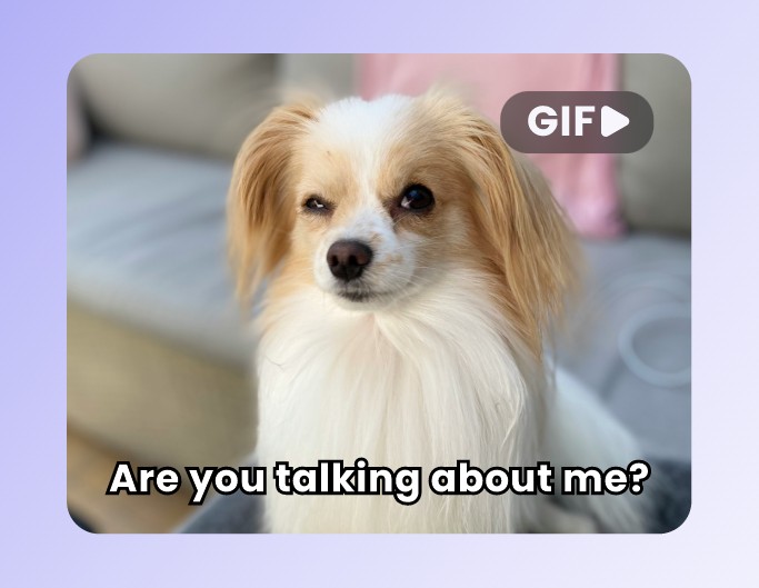 Animal GIF meme example