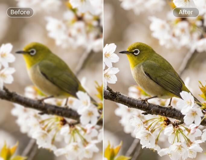 Before and after comparison of an out of focus bird photo with clearer details and improved sharpness using Fotor blur to clear image converter