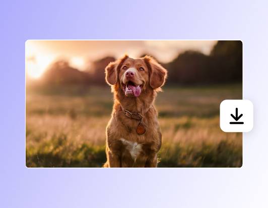 Das umgewandelte Hundefoto im Querformat herunterladen