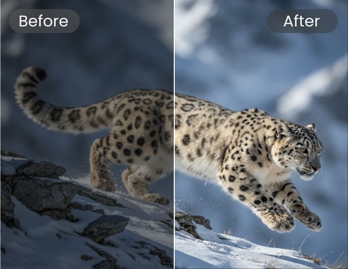 Enhance the image quality of a running snow leopard photograph