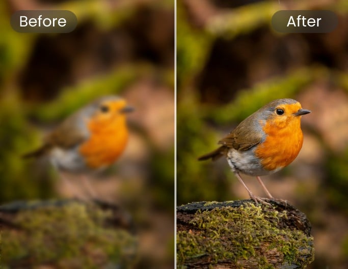 Enhance the quality of a photo of an orange bird on a mud rock