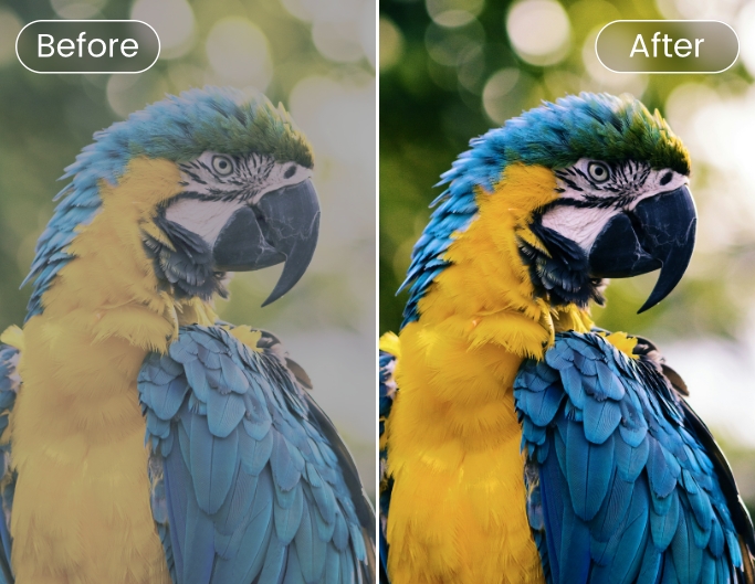 Sharpen the image of a parrot