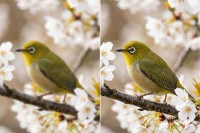 Rendi nitido un uccello sfocato appollaiato sull'albero.