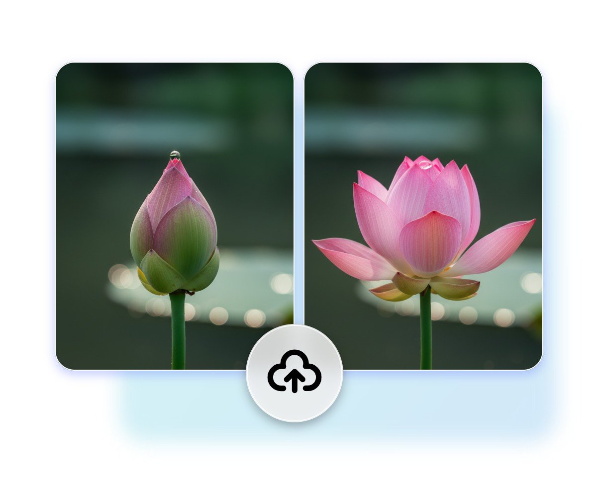 Upoload two photos of lotus in different status as the first and end frames in fotor