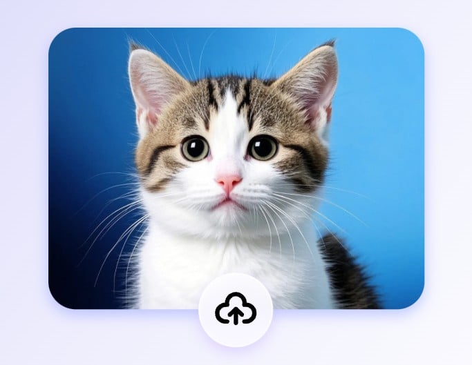 第一步上傳一張可愛貓咪的照片