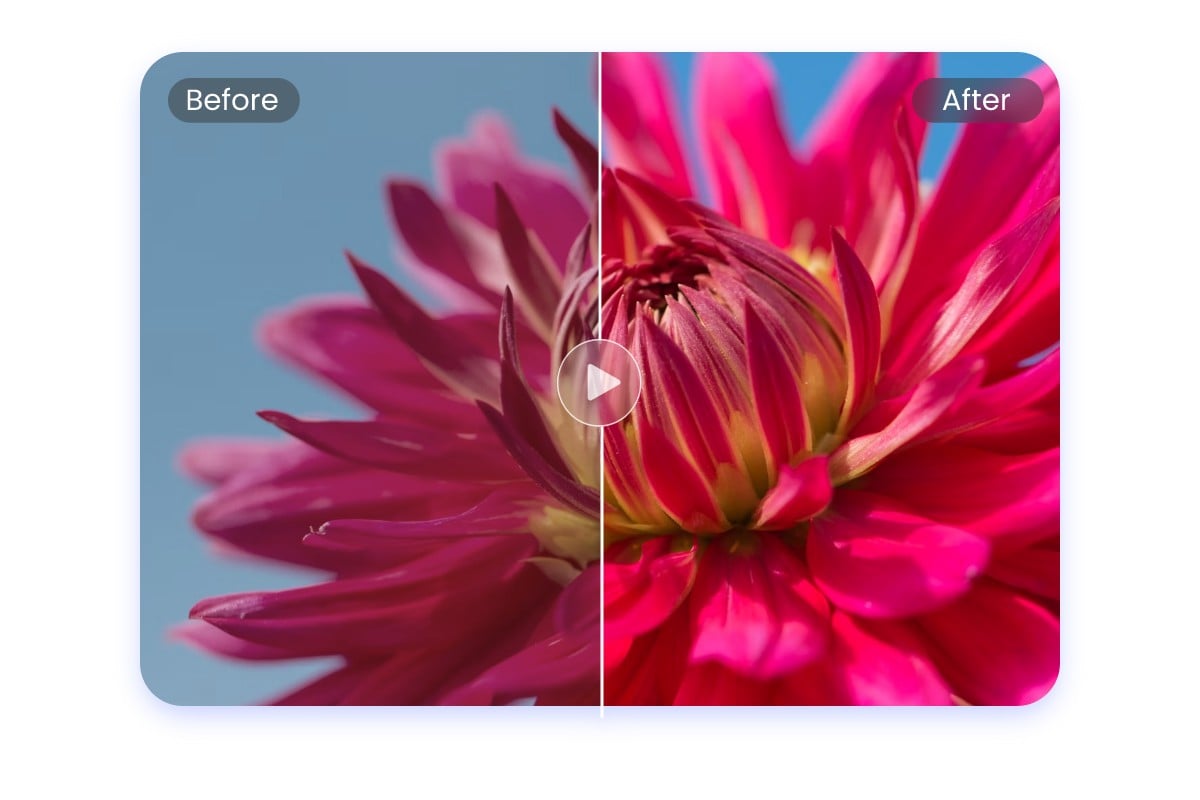 AI video color correction featuring a flower