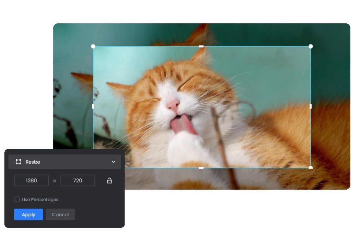 Cambiar de tamaño una imagen de gato con el redimensionador de imagen de Fotor