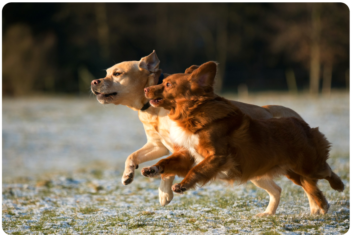 ペットの写真から愛らしいタイムラインや成長ビデオを作成