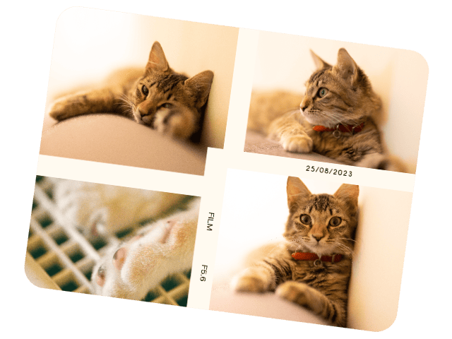 Montage photo original dun mignon chat