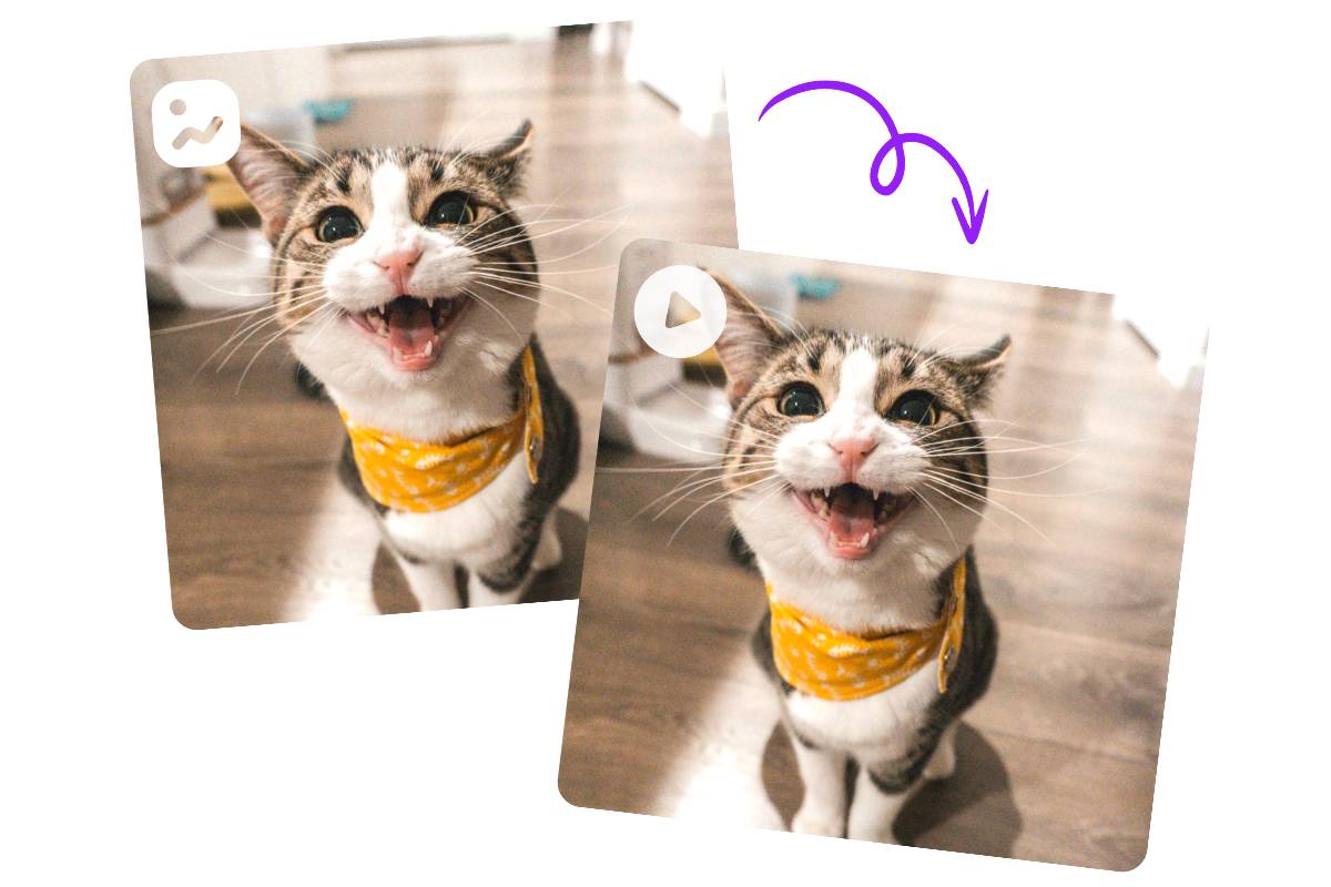 L'image statique du miaulement du chaton a été transformée en une photo animée où il parle