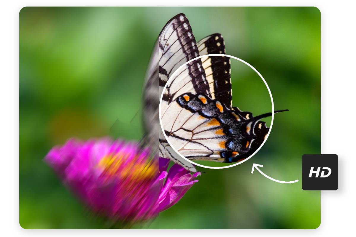 Chuyển thay đổi hình họa con cái bướm lờ mờ trở thành hình họa rõ rệt vì như thế khí cụ nâng lên unique hình họa Fotor