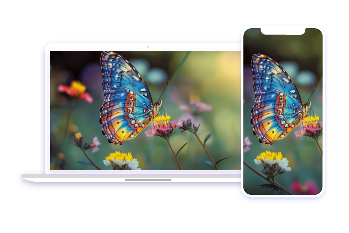 A butterfly picture for desktop and phone bakcground