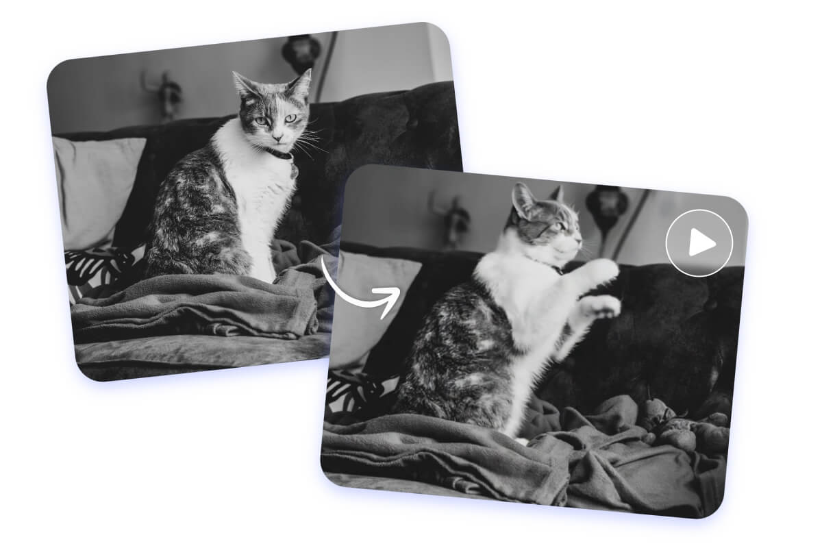 Animate an old photo of a cute cat