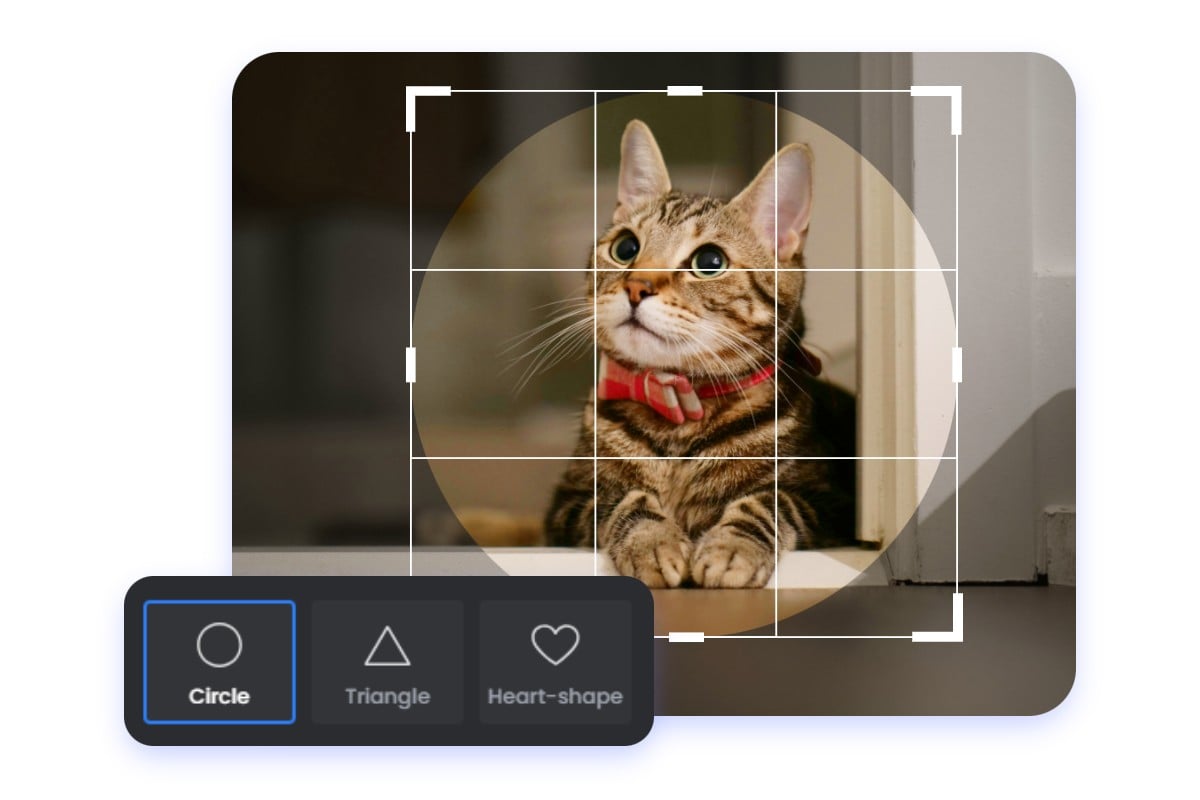 choisir l'option de forme circulaire et rogner une photo de chaton en cercle