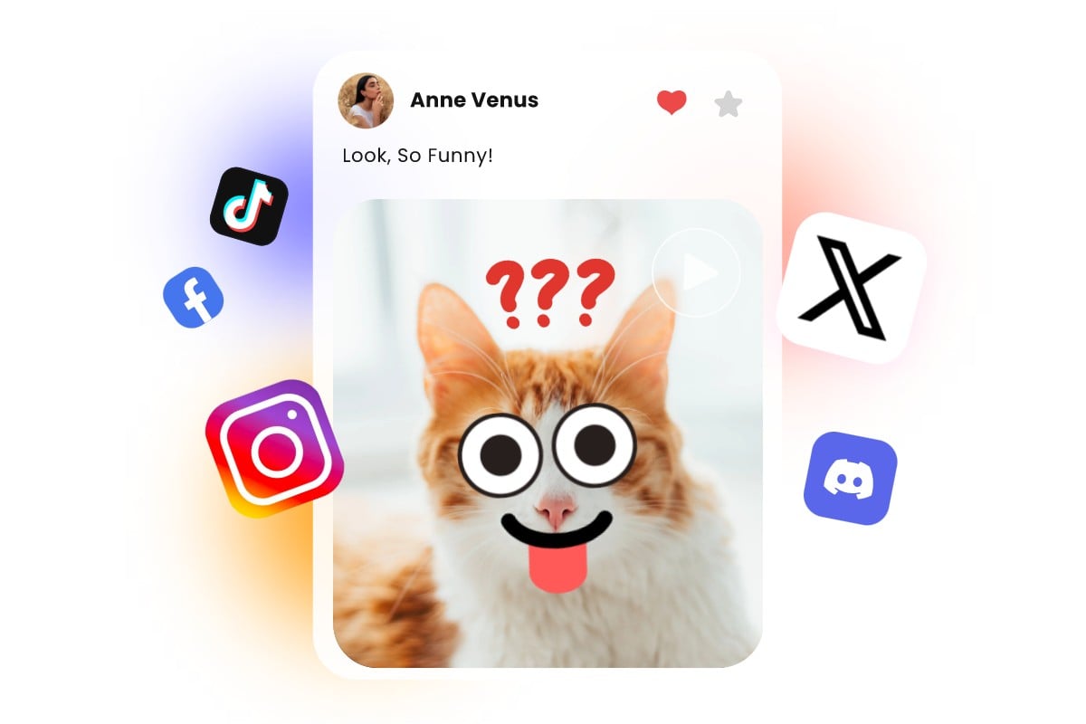 Create a cat meme and share on social media like Tik Tok Instagram and X