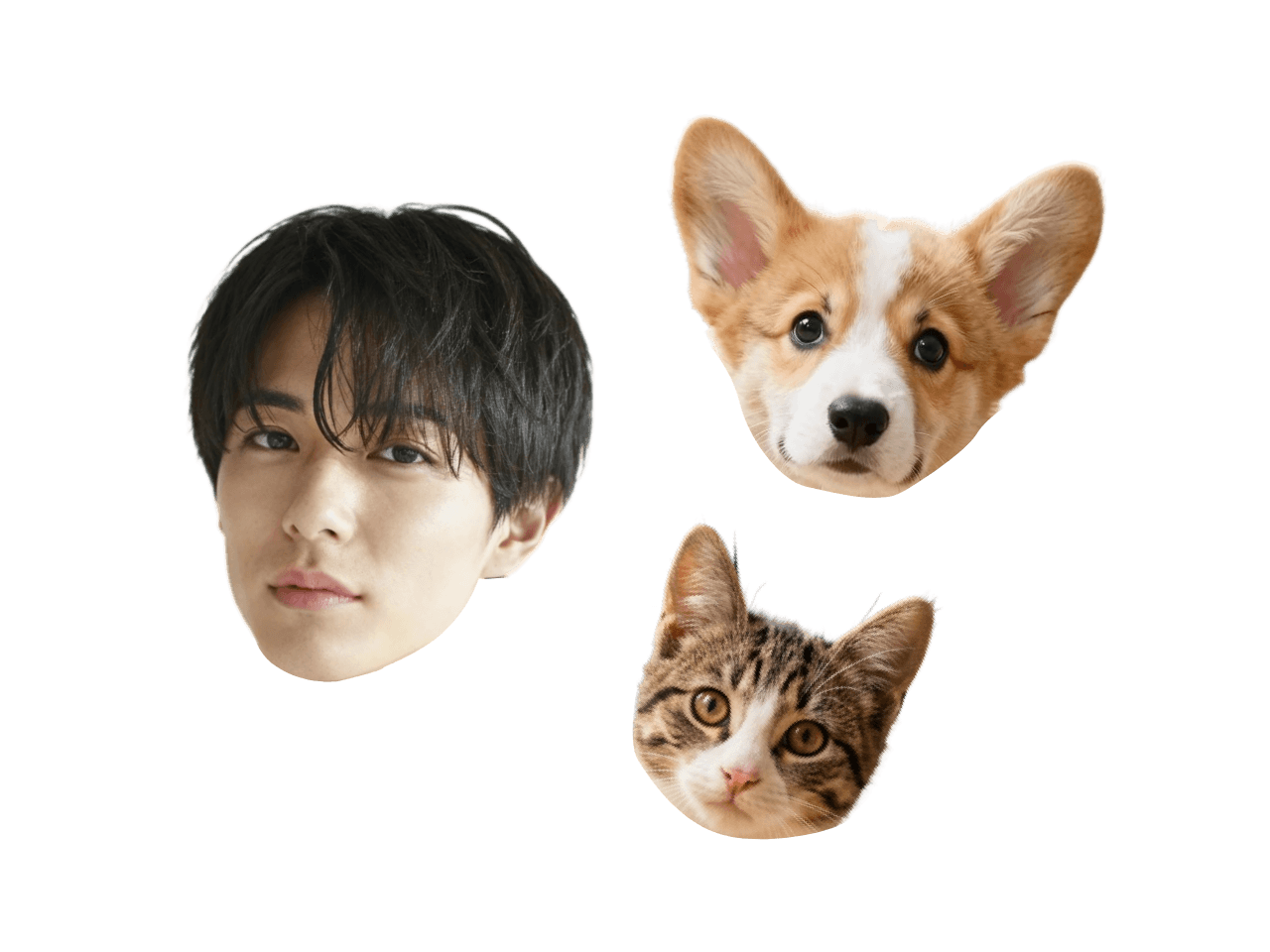 男性といぬと猫の顔を切り抜く