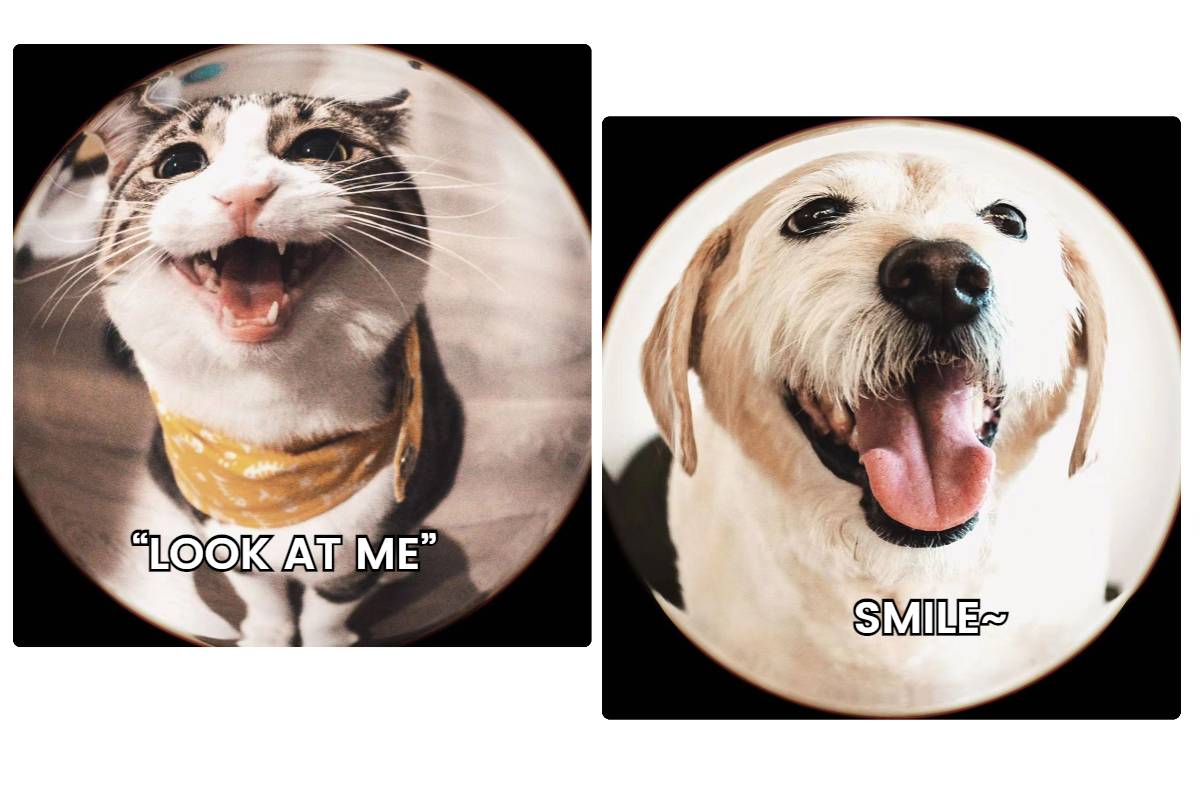 Mème de chat et de chien avec effet fisheye