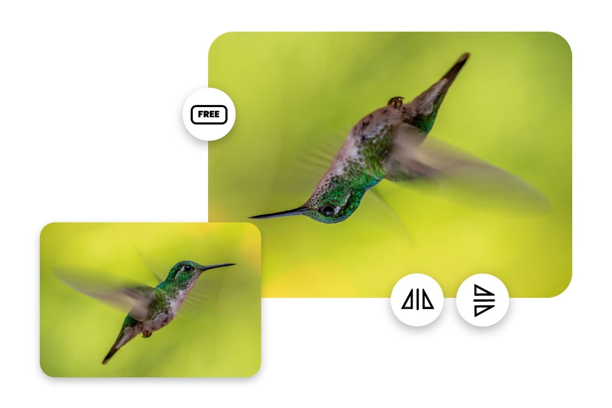 Flip an image featuring a bird horizontally and vertically with Fotor image flipper