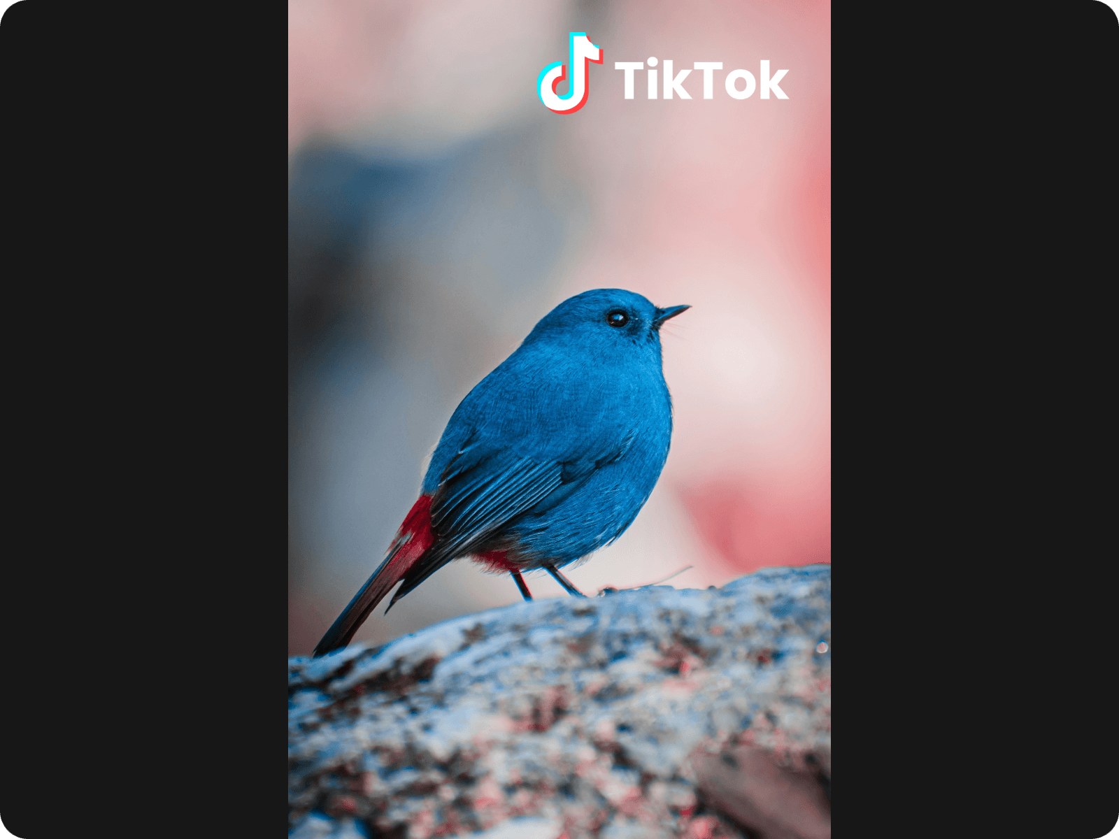 Generate a short faceless video for tiktok