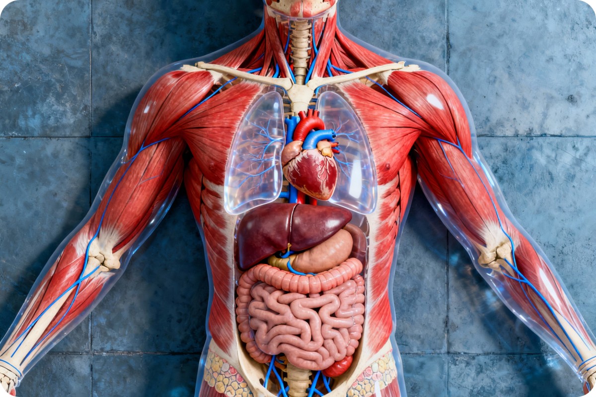 Generate accurate medical anatomical illustrations