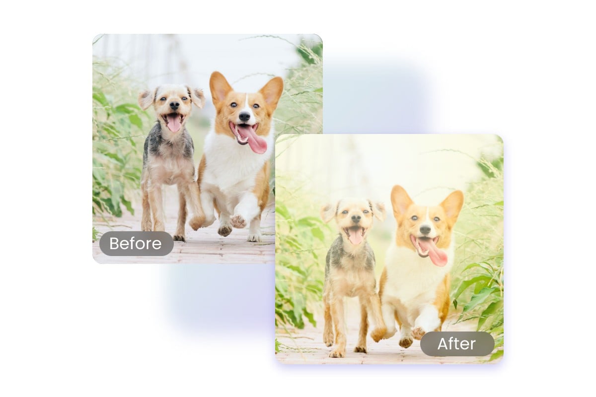 Lens flare effect before and after comparison for two dogs