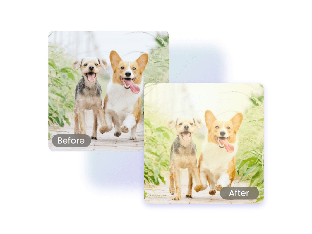 Lens flare effect before and after comparison for two dogs
