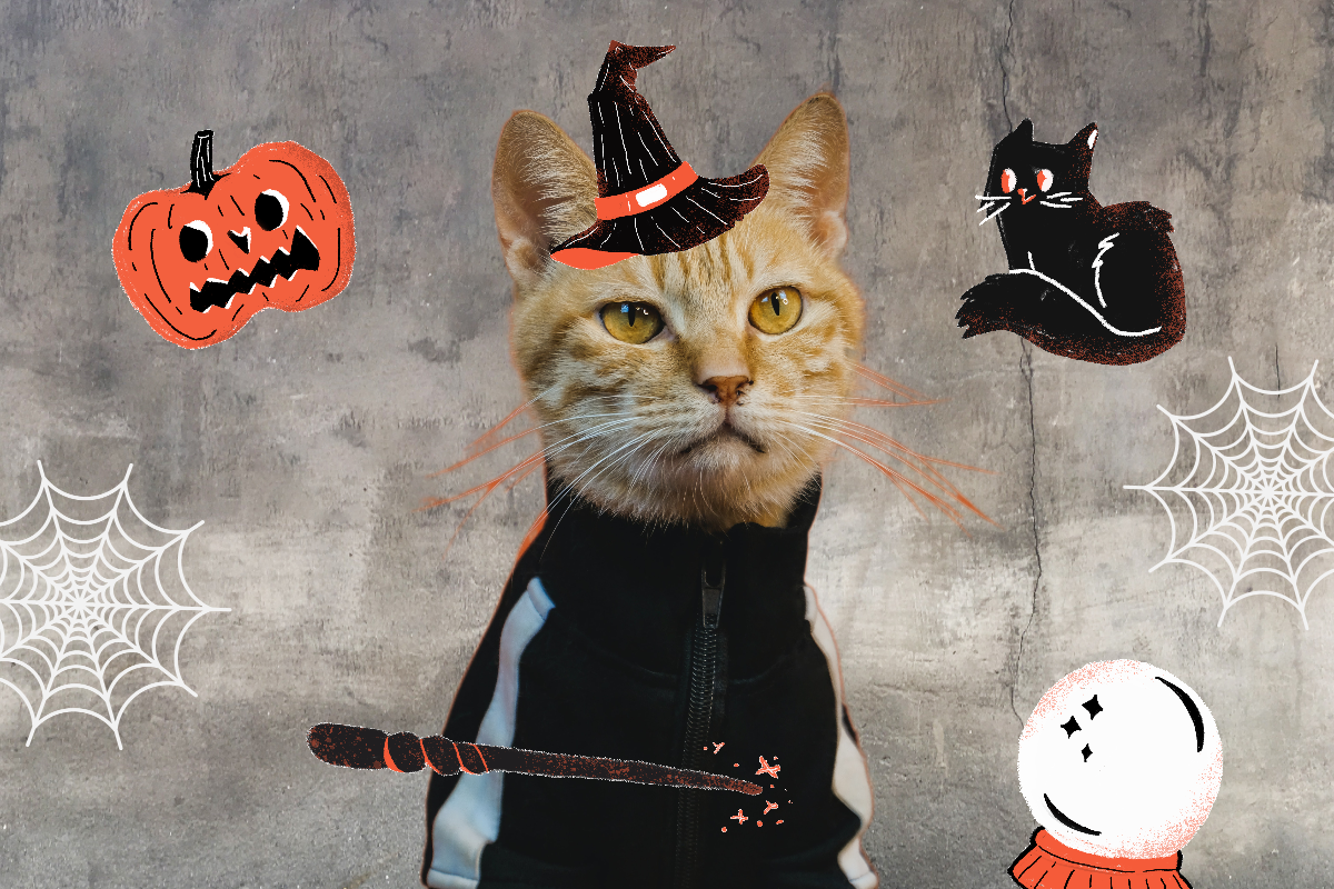 Halloween Cat Sticker for iOS & Android