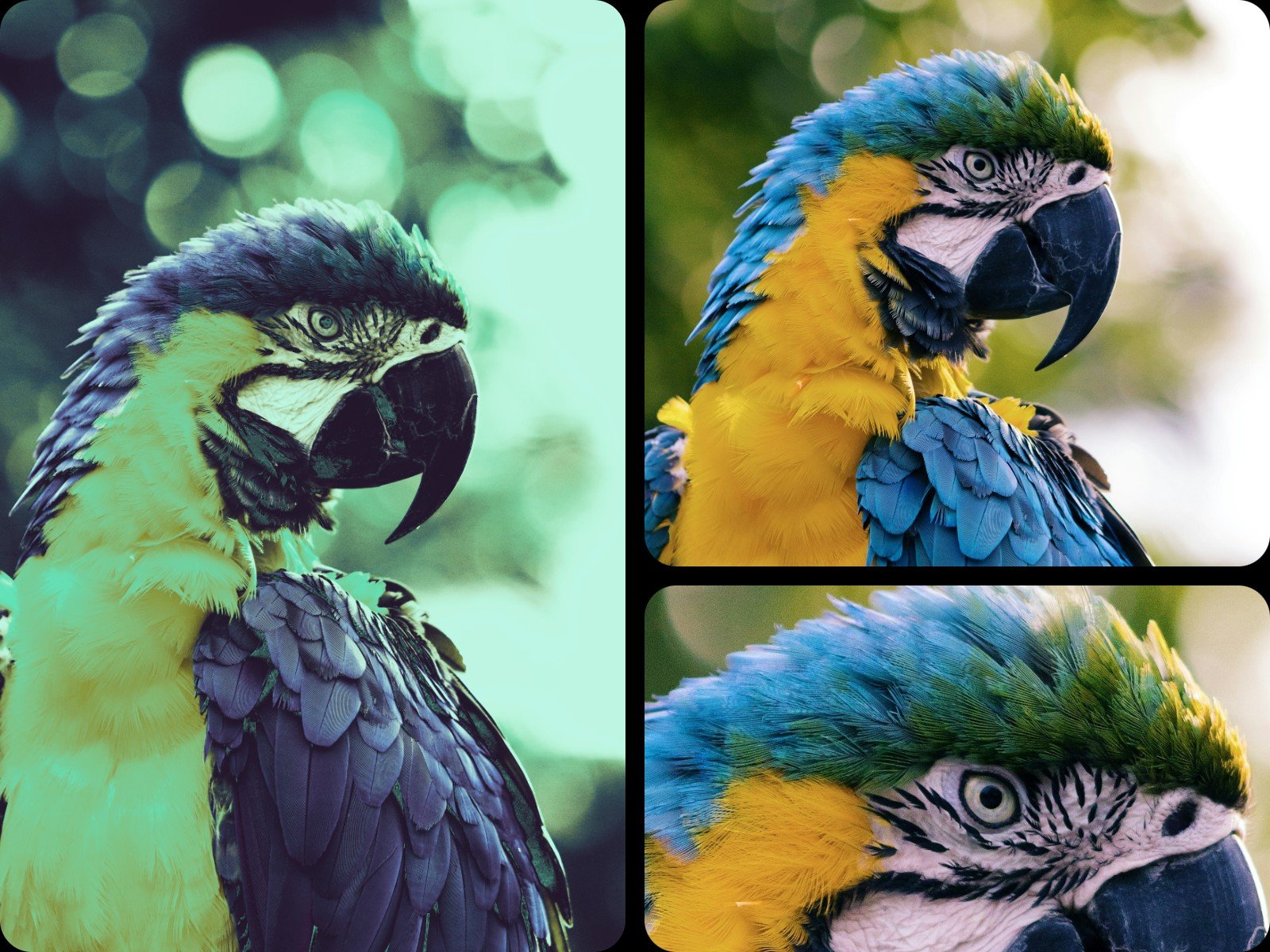 Remove filter from a parrot image without quality loss