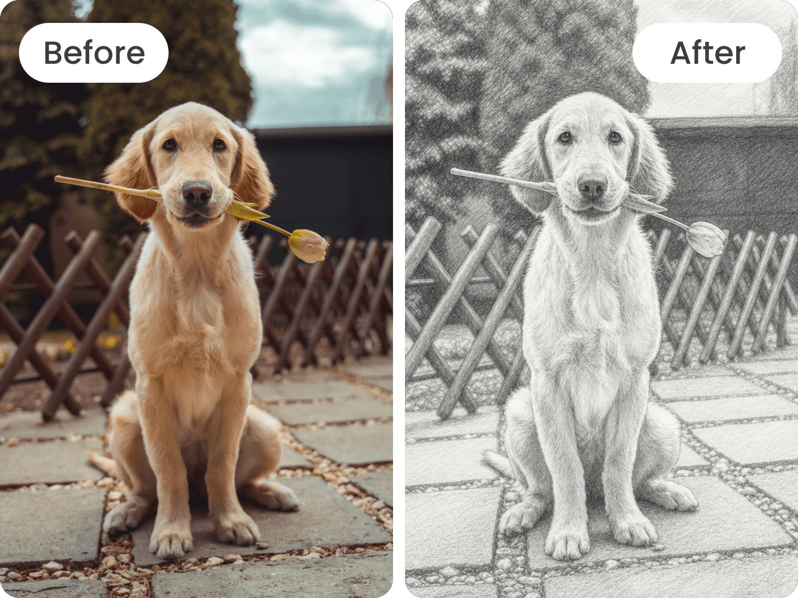 Turn a golden dog photo into a line drawing sketch