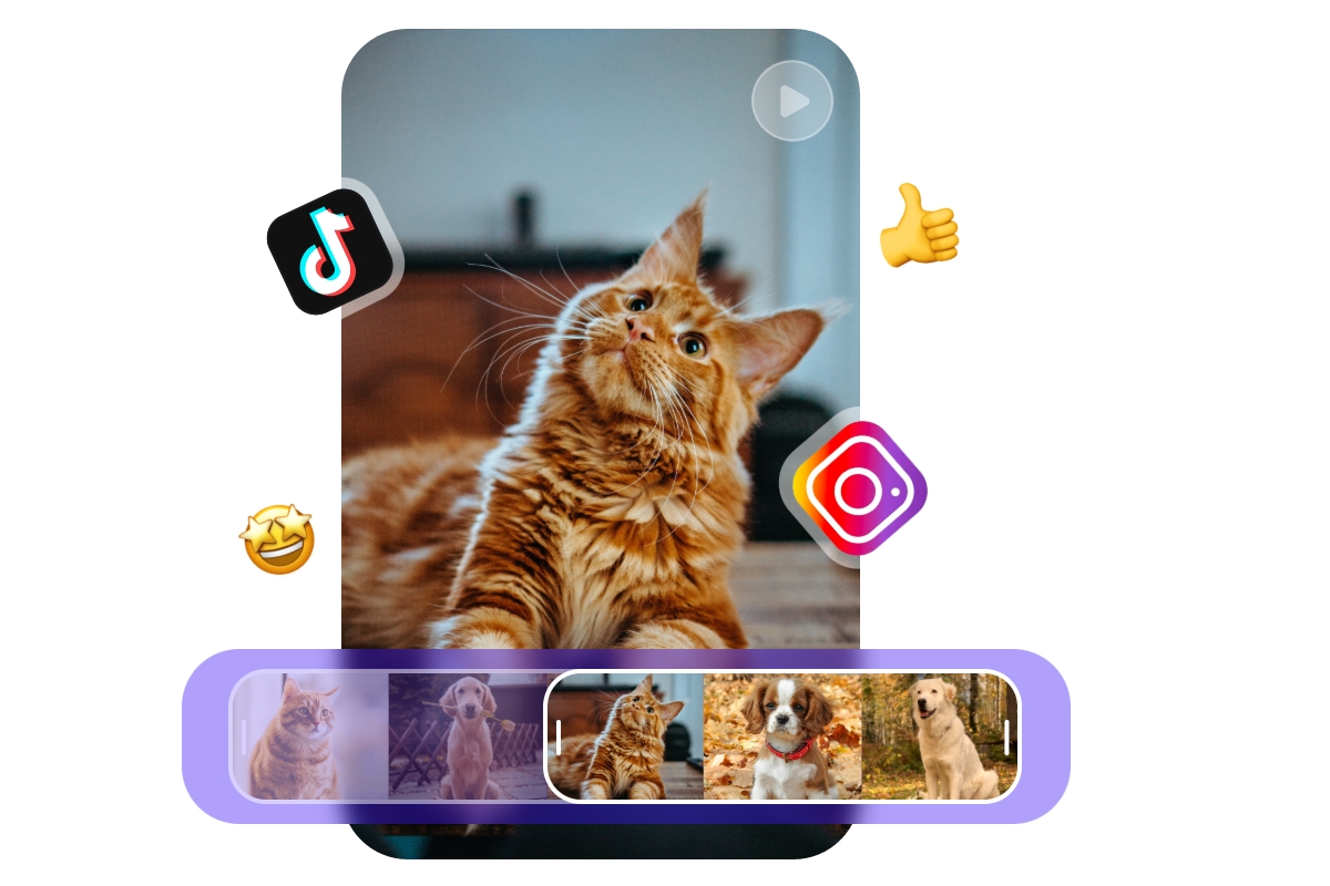 Turn a long video of pets into a short video of an orange cat and share it on social media like tiktok and instagram