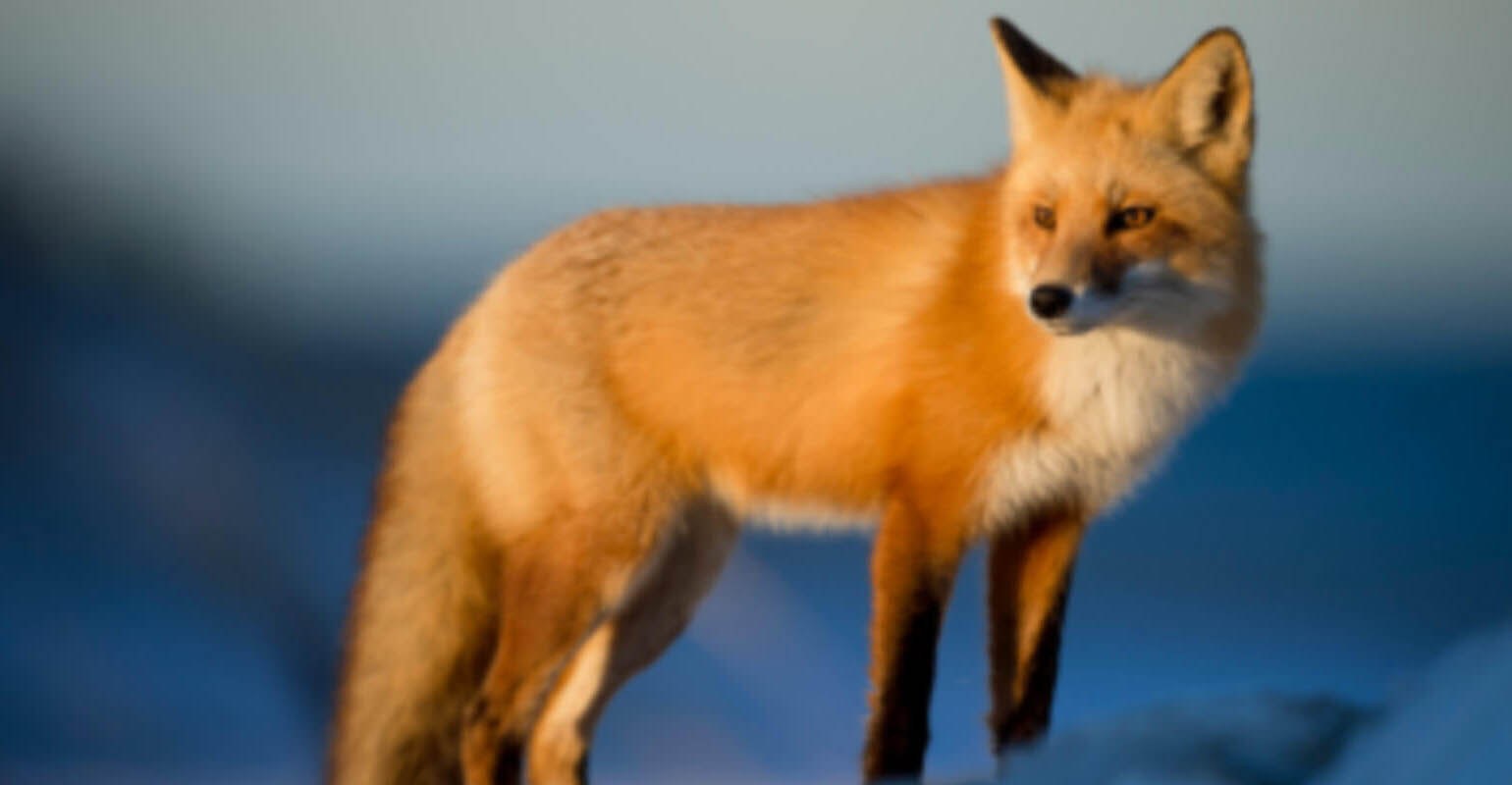 A small, blurry photo of fox