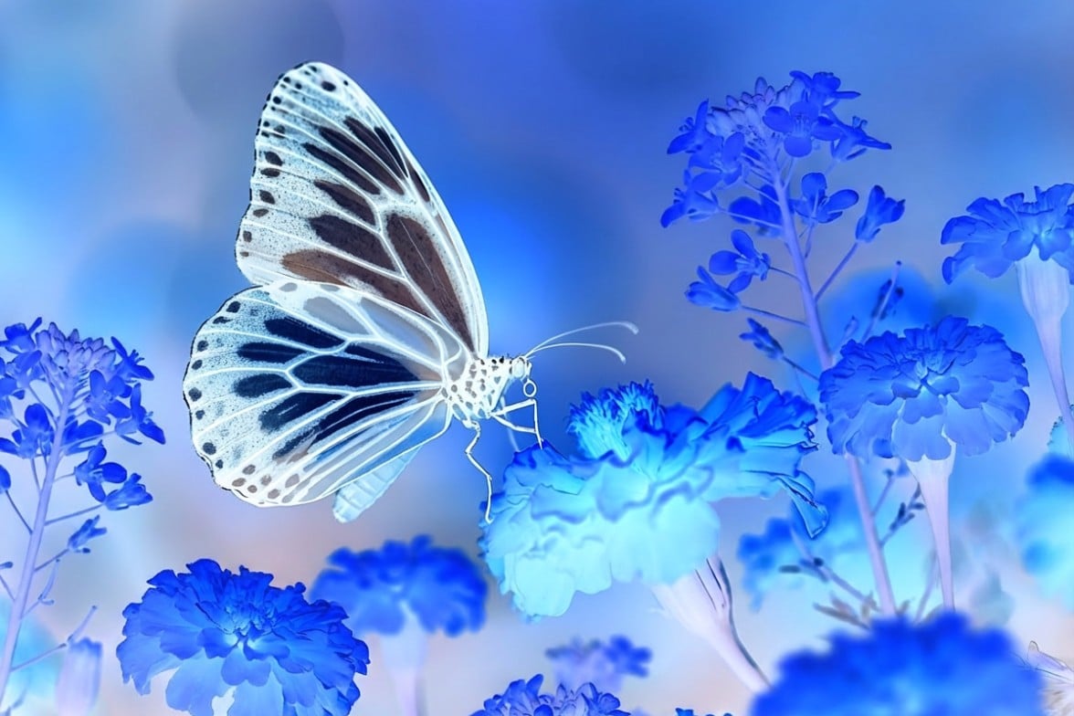 After image with a negative effetc featuring a color inverted butterfly